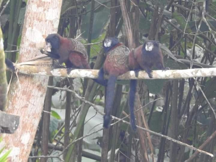 Misahualli Laguna Paikawe B&B Pokoj fotografie